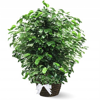 Ficus Daniel